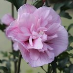 Althéa - Hibiscus syriacus 'Pink Chiffon'