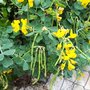 Coronille arbustive - Coronilla glauca