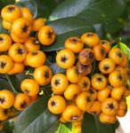 Pyracantha - Buisson ardent
