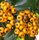 pyracantha