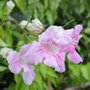 Podranea ricasoliana - Bignone rose