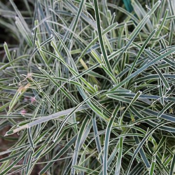 Ficinia truncata 'Ice Chrystal' - Ficinia givré