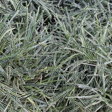 Ficinia truncata 'Ice Chrystal' - Ficinia givré