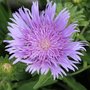 Stokesia laevis 'Purple Parasol'