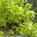 Catalpa bignonioides