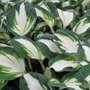 Hosta 'Enterprise'