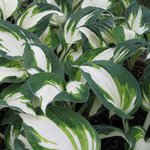 Hosta 'Enterprise'