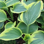 Hosta Liberty