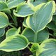 Hosta Liberty