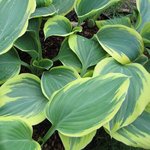 Hosta Liberty