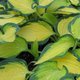 Hosta Orange Marmelade