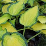 Hosta Orange Marmelade