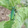 Cantharide officinale