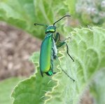 Cantharide officinale