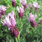 Lavande stoechas 'Plumette' - Lavandula