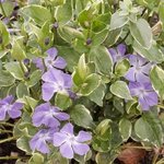 Petite pervenche - Vinca minor 