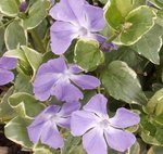 Petite pervenche - Vinca minor 