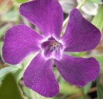 Petite pervenche - Vinca minor 