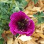 Géranium cinereum 'Jolly Jewel Purple'