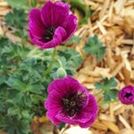 Géranium cinereum 'Jolly Jewel Purple'