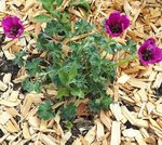 Géranium cinereum 'Jolly Jewel Purple'