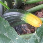 Botrytis de la courgette