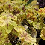 Heucherella 'Solar Power'