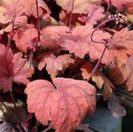 Heucherella 'Sweet Tea'