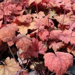 Heucherella 'Sweet Tea'