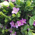 Boronia crenulata 'Shark Bay'