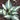 Hosta