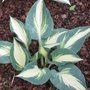 Hosta