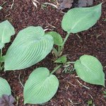 Hosta