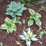 Hosta