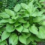 Hosta