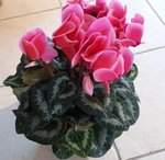 Cyclamen Halios® Litchi - Cyclamen des fleuristes