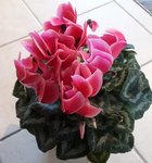 Cyclamen Halios® Litchi - Cyclamen des fleuristes