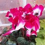 Cyclamen Indiaka® - Cyclamen des fleuristes