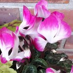 Cyclamen Indiaka® - Cyclamen des fleuristes