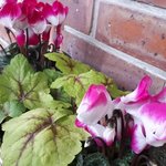 Cyclamen Indiaka® - Cyclamen des fleuristes