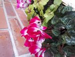 Cyclamen Indiaka® - Cyclamen des fleuristes