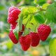 Framboise 'Frambélise'