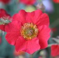 Geum 'Fiery Tempest - Benoîte