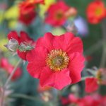 Geum 'Fiery Tempest - Benoîte