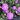 Géranium sanguineum 'Max Frei'