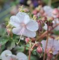 Géranium cantabriengiense 'Biokovo'