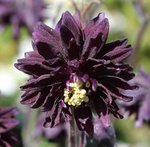 Ancolie vulgaris 'Black Barlow' - Aquilegia