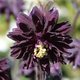 Ancolie vulgaris 'Black Barlow' - Aquilegia