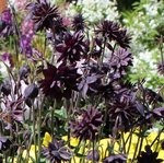 Ancolie vulgaris 'Black Barlow' - Aquilegia
