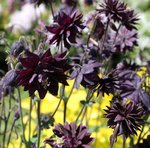 Ancolie vulgaris 'Black Barlow' - Aquilegia